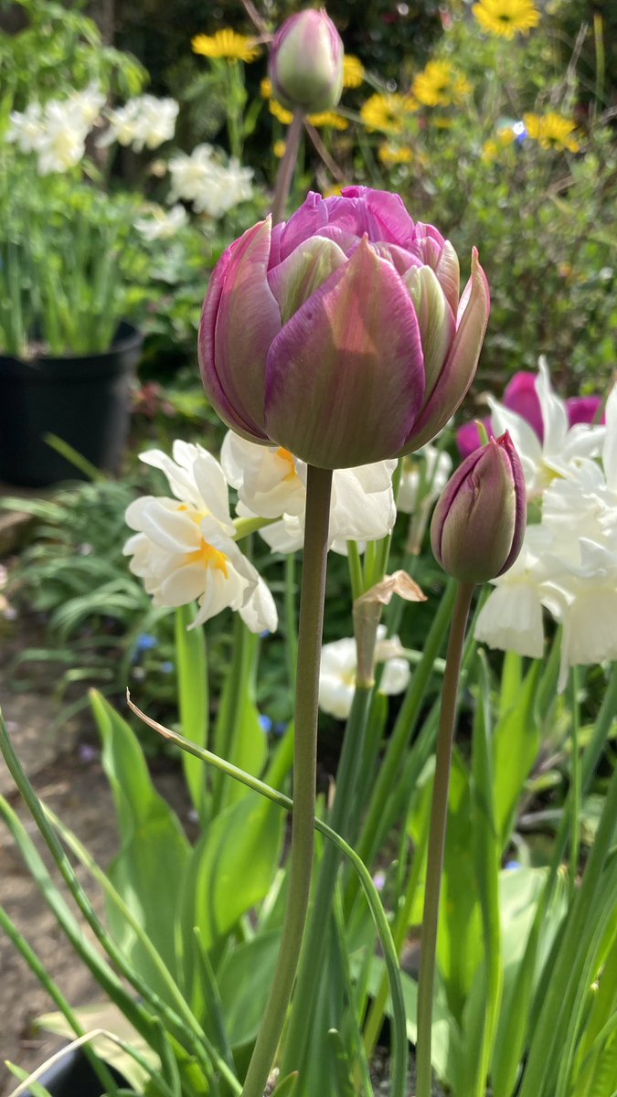 LouiseRobin5on's tweet photo. #Spring #Coronation https://t.co/sIMgxABHEJ