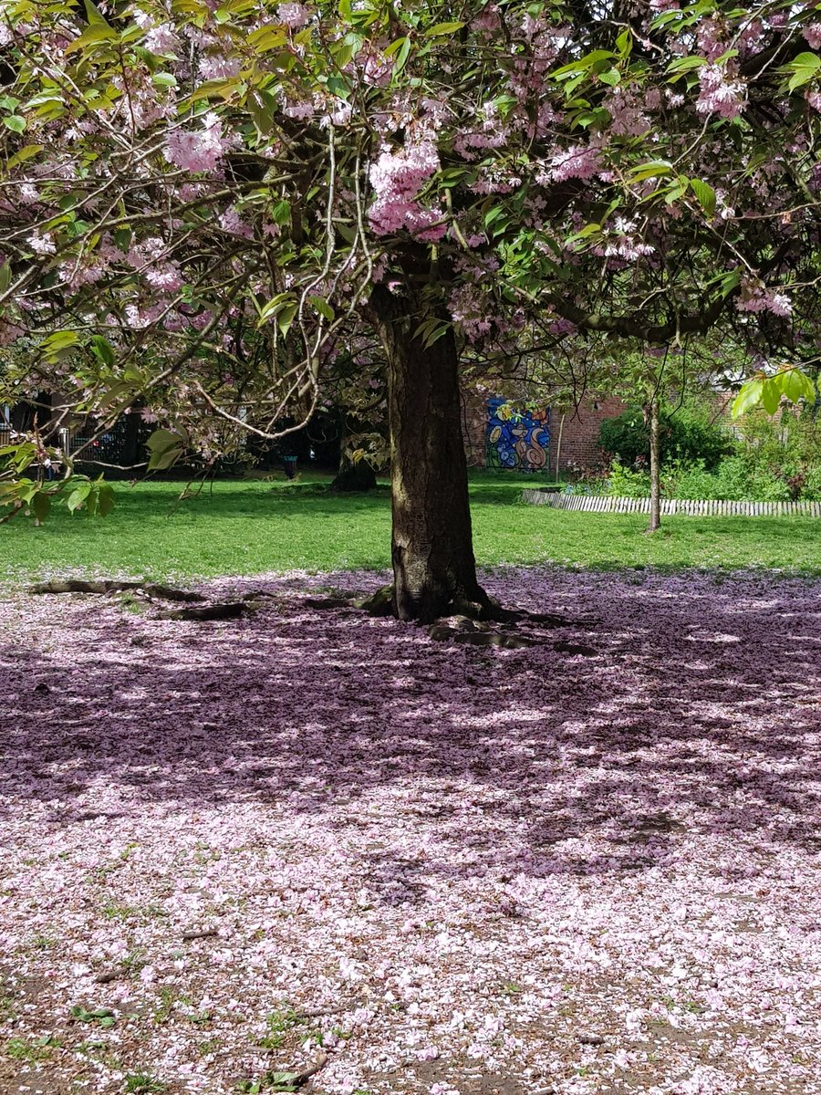 SecateursThe's tweet photo. Beautiful falling #cherryblossom in @BeechRoadPark Chorlton Manchester 
#Bloomtown #BlossomWatch #hanami  @NT_TheNorth https://t.co/XvJ1N1g4FS