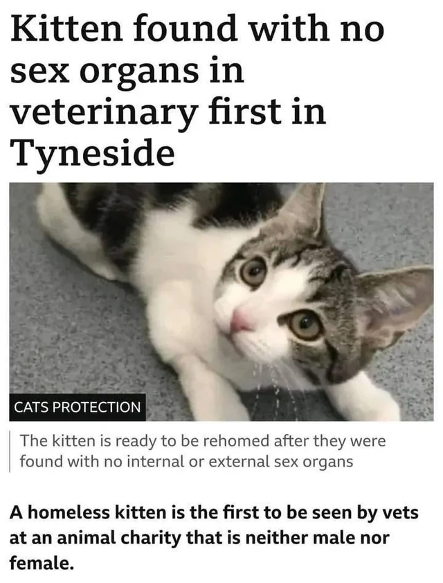 Share the they/them kitten to make a transphobe cry