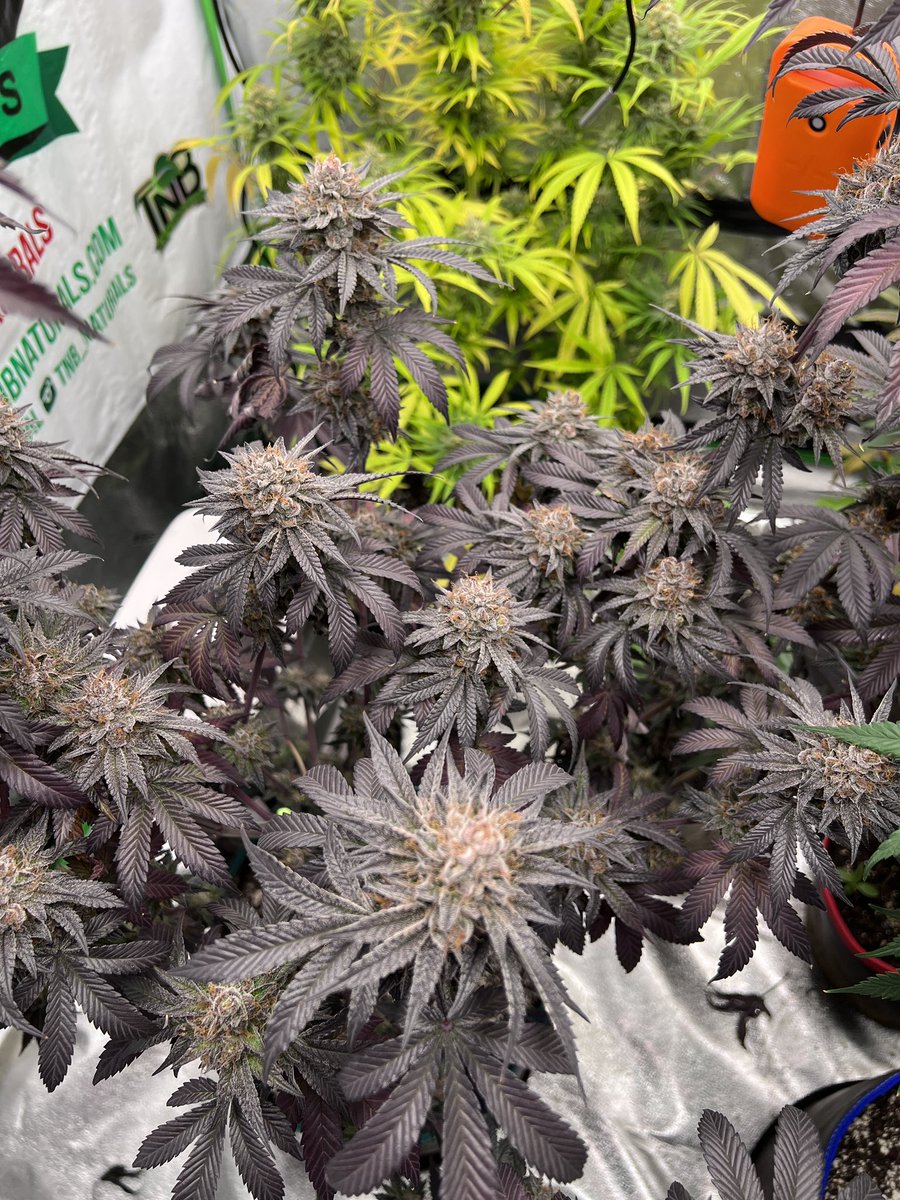 Purple marmalade 

<a href="/SolfireGardens/">Solfire Gardens</a> 
<a href="/tnbnatural/">TNB Naturals</a> 
<a href="/DYNOMYCO/">DYNOMYCO</a> 
<a href="/HLGLED/">Horticulture Lighting Group</a> 
<a href="/Mmemberville_/">#Mmemberville Community 🍃</a> 

#growyourown #CannabisCommunity #Mmemberville