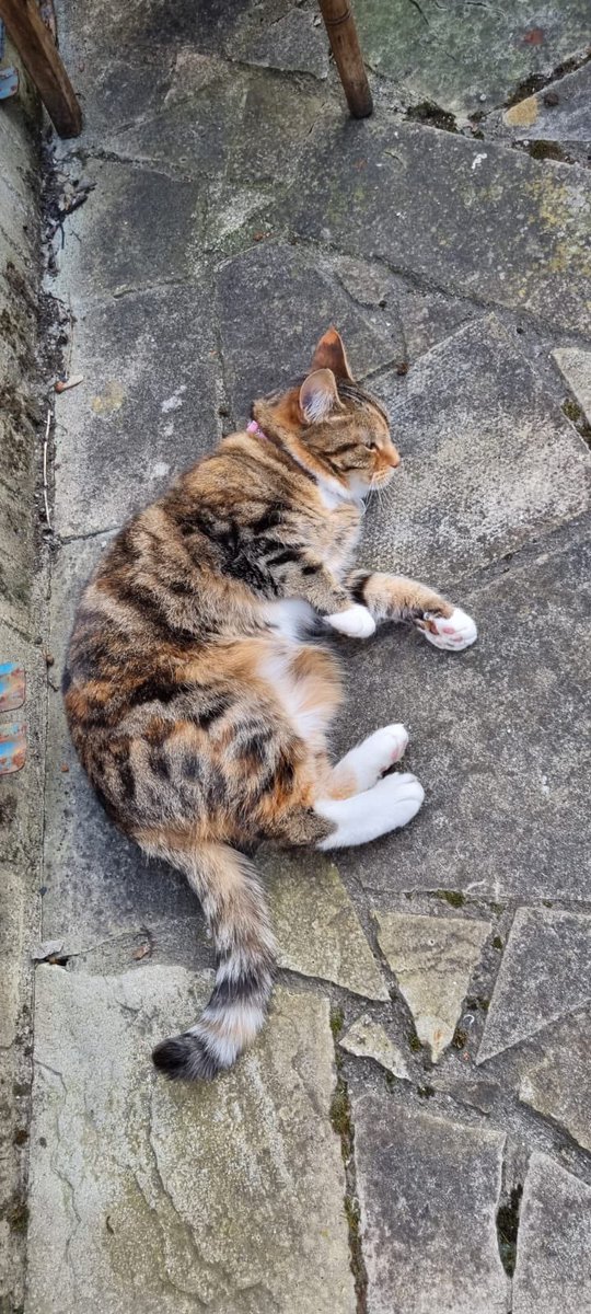 As the election campaign draws to a close, here are a few of the #KirkstallLabourPoliticats I met along the way. Loving accessories, I did feel a particular affinity with the black & white cat- v dapper & excellent at posing for pictures! @CanvassingCats @CatsForLabour