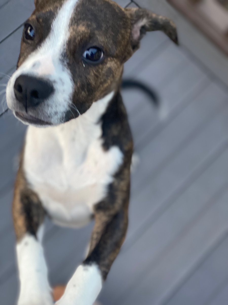 Just some ziggy spam