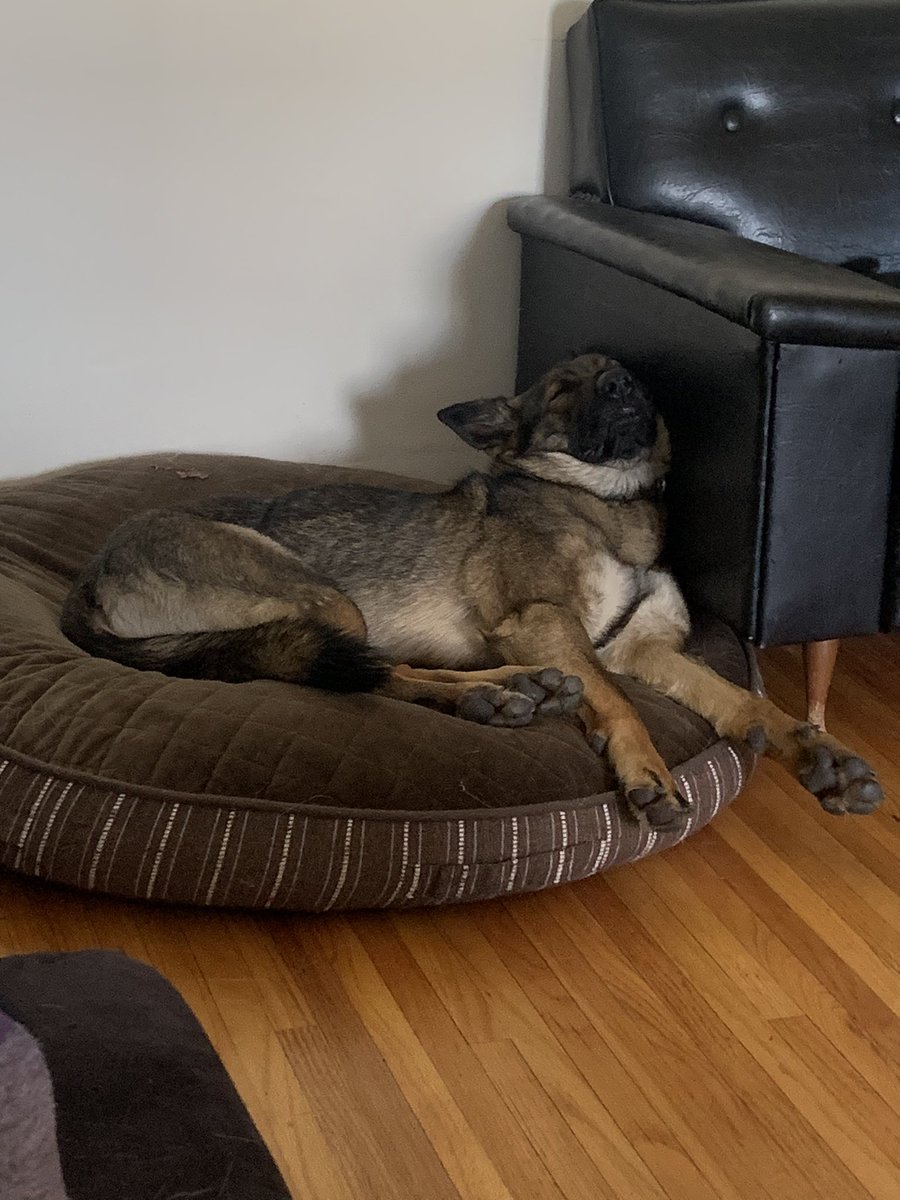 TurtleDuckDog1's tweet photo. @PerseusJackssn I think I win dog name hate: her name is Juno. https://t.co/ueOk2VG74w