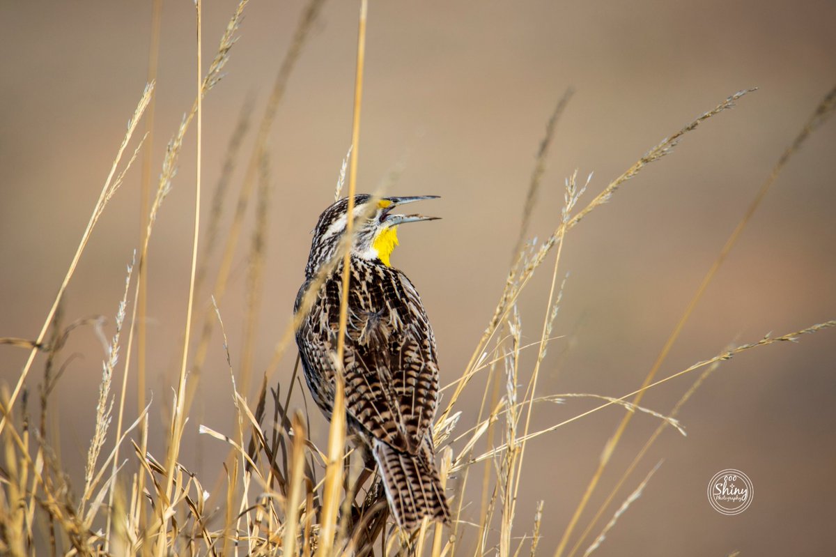 Eastern Meadowlark perched on wild wheat.
Rocky Mountain Arsenal, Commerce City, Colorado. 4-27-23.
Canon 6DmII F/6.3 1/1000s ISO-200 Tamron 150-600 @ 600mm.

~
~
~
~
~

#EasternMeadowlark #wildwheat #RockyMountainArsenal #CommerceCity #Colorado #Canon #Tamron #ShotonCanon

1/2