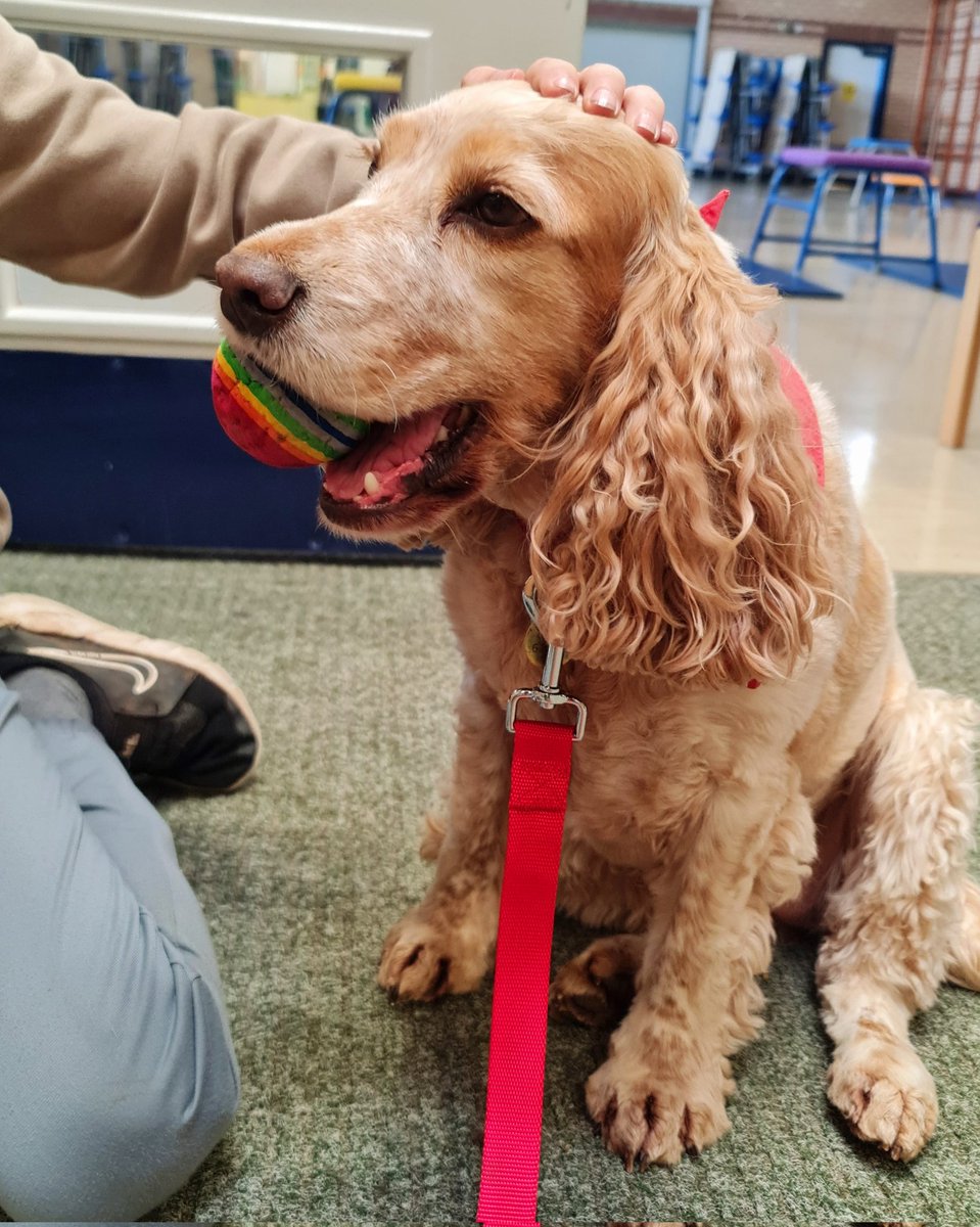 huwrob62's tweet photo. @YsgolGCasnewydd @CariadPet 
Aeth Honey ar ôl y bêl, gwrando ar rywfaint o ddarllen a chael danteithion😊❤️
#pettherapy #dogsofinstagram #therapydog #therapydogsofinstagram  #animalassistedtherapy #therapyspaniel #roanspaniel #wellbeing #cariadpettherapy #lles https://t.co/cXs7N7YnlX
