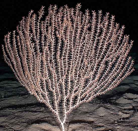 General Fisheries Commission for the Mediterranean (@un_fao_gfcm) on Twitter photo 📢We are #happy to announce the launch of a #new tender❗️
📌A Scientific Remotely Operated Vehicle survey on the bamboo #coral Isidella elongata in the Otranto Channel (GSA 18 – Southern Adriatic Sea) <a href="/FAOfish/">Fisheries & Aquaculture</a>
Deadline to express interest:
🗓️ 18th of May 3:00 pm CET 📢We are #happy to announce the launch of a #new tender❗️
📌A Scientific Remotely Operated Vehicle survey on the bamboo #coral Isidella elongata in the Otranto Channel (GSA 18 – Southern Adriatic Sea) <a href="/FAOfish/">Fisheries & Aquaculture</a>
Deadline to express interest:
🗓️ 18th of May 3:00 pm CET