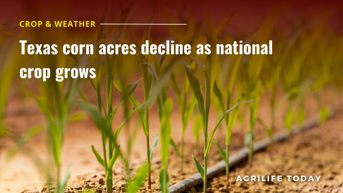 txextension's tweet photo. Corn acres are expected to increase nationally this season, while planted acres in Texas are expected to decline, according to a Texas A&M AgriLife Extension Service expert. #TexasReport #CropAndWeather #Corn
Continue reading at https://t.co/9hH4kdZHCq https://t.co/kUBMZMGSZT