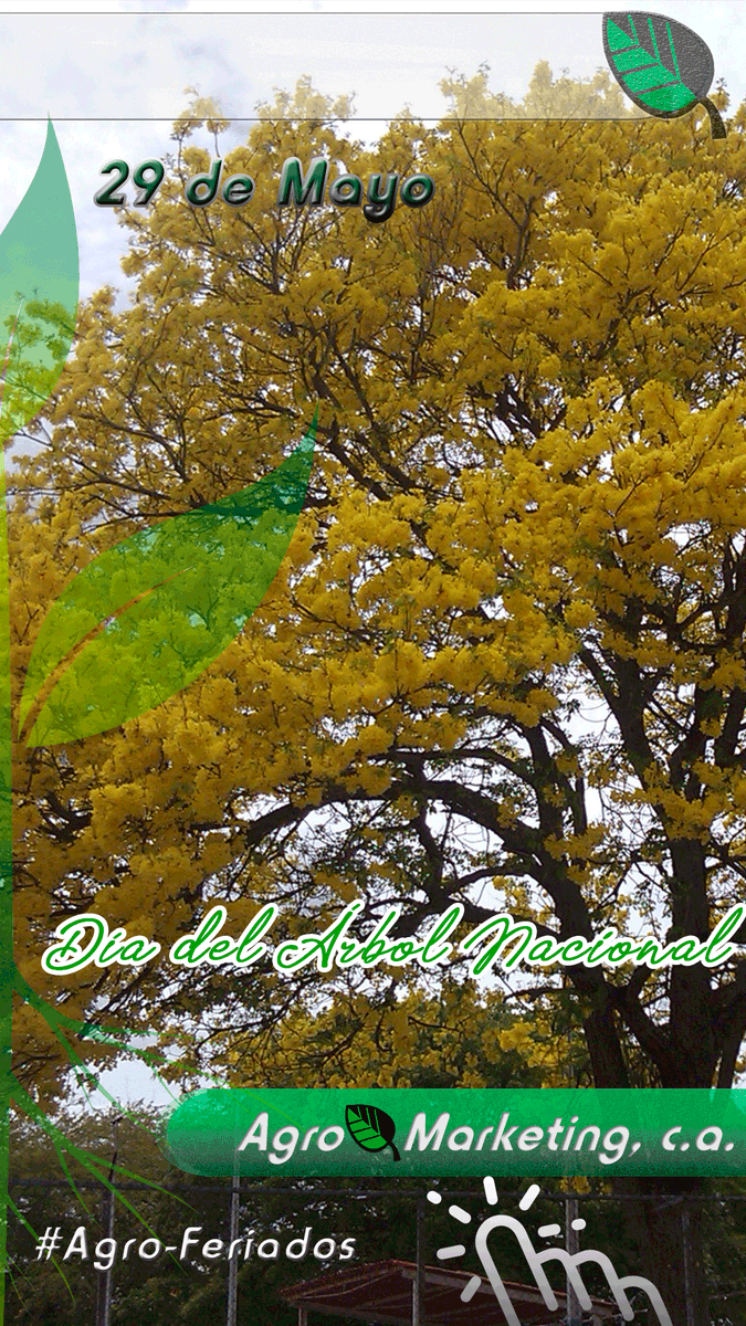 agromarketingc1's tweet photo. #DíaNacionaldelÁrbol en Venezuela se celebra el  #29demayode2023 Esta fecha se escogió para conmemorar la declaración del araguaney como árbol nacional en 1948 https://t.co/esTksWt5pj