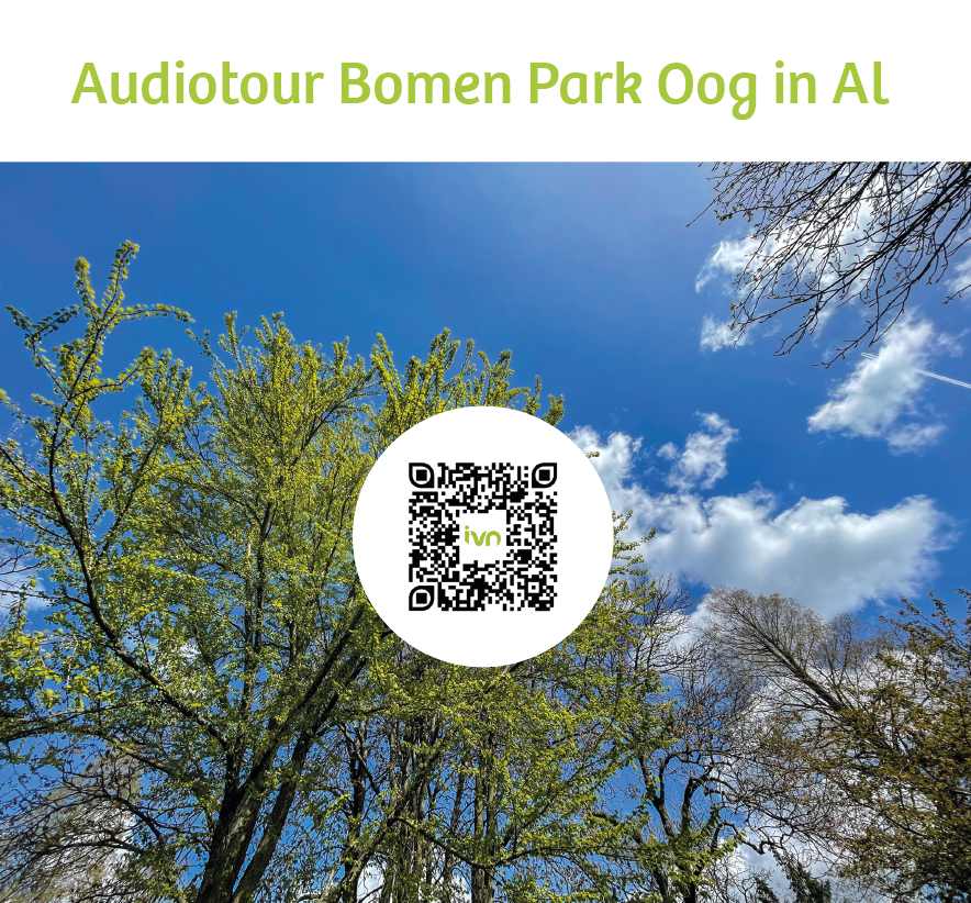 IVN-audiotour wandeling langs gewone en bijzondere bomen in Park Oog in Al. De bomenwandeling start bij het Landhuis in de Stad en duurt ongeveer 1,5 uur. Download de app, start de audiotour, wandel door park Oog in Al en maak kennis met gewone en bijzondere bomen.
