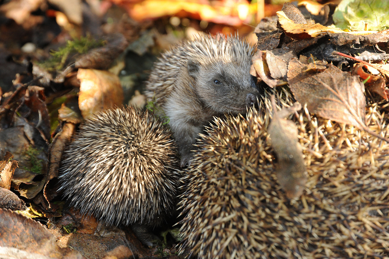 Did you know, a group of hedgehogs is called an ‘array’? #HedgehogAwarenessWeek
📷 Miles Davies