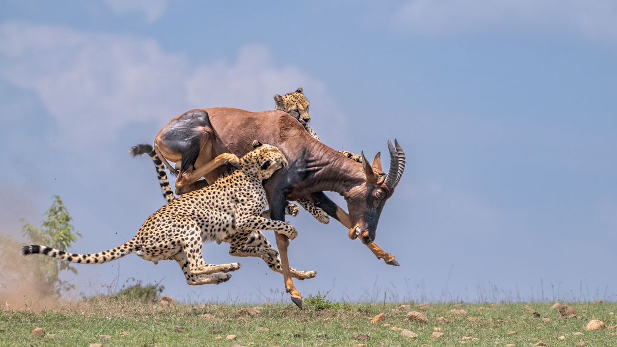 Last 2 Remaining Cheetah Make a Hunt for Survival

The last 2 remaining cheetah of a coalition in the Maasai Mara take down a Topi in an intense and high-speed chase to survive.

ARTICLE
latestsightings.com/single-post/la…