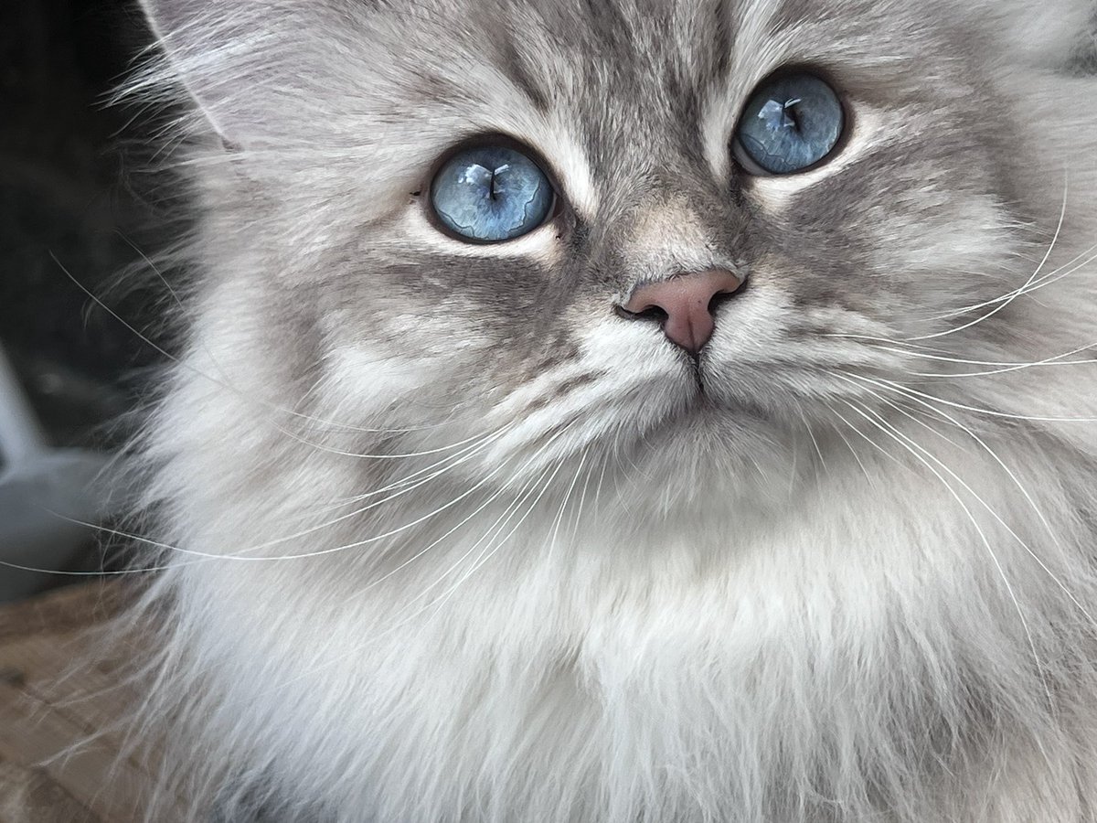 TheLionessCath (@thelionesscath) on Twitter photo 