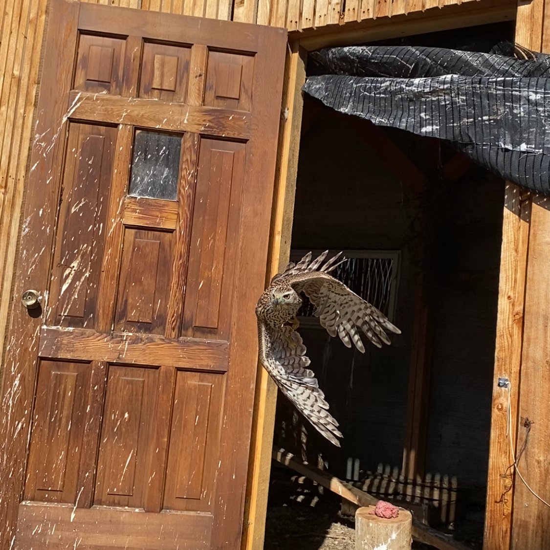 GOODBYE GOS! 📷

Gos, the Northern Goshawk took to the skies when he was released today! He was so ready to go he skipped breakfast and was ready to say hello to his new life (and maybe some nearby ground squirrels)!