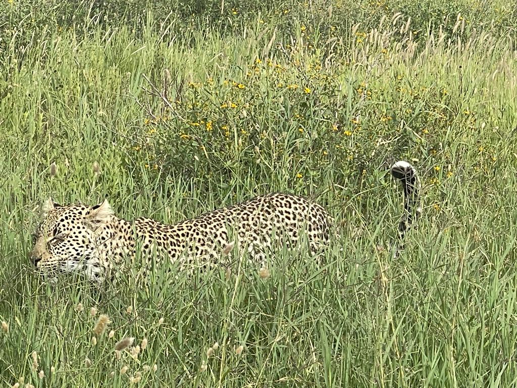 Happy International Leopard Day!🐆
.
.
#nobleadventuretzdmc #leopardinternationalday2023 #naturelovers #tanzaniasafari