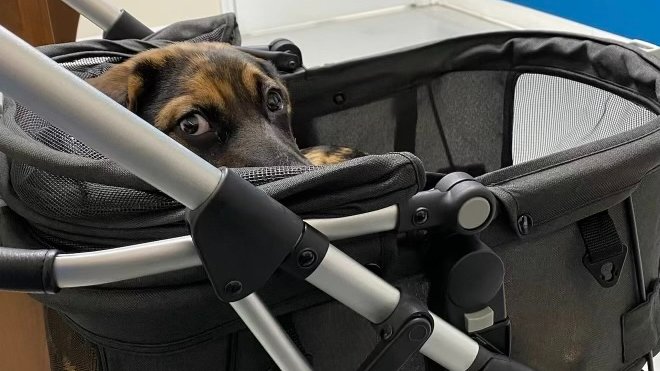 The Arrow Fund tweet media