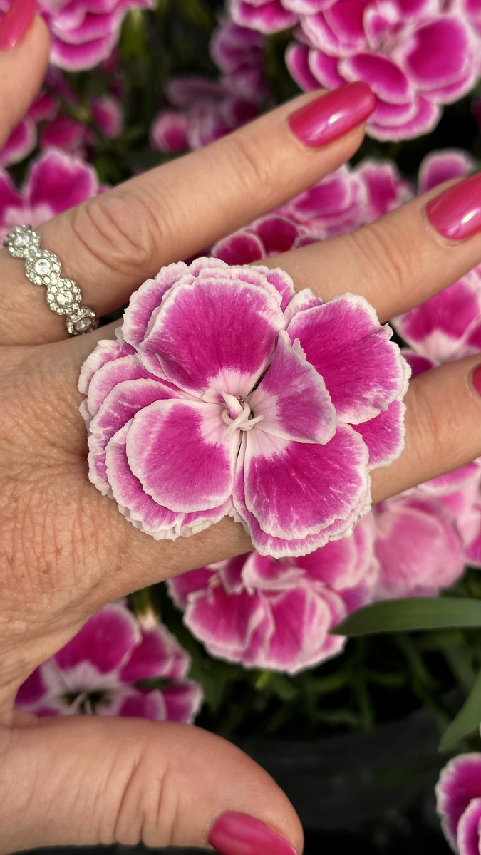 Tanya Carvalho (@tanyacbloomdiva) on Twitter photo It’s been an incredible week with our Selecta One team in Germany. One of my favourite 2024 introductions is the NEW Capitan Magnifica carnation! Flower power, fragrant and my favourite pink!! #flowerpower #carnation #bloomdiva #pink #gardeninspiration <a href="/SelectaOneNA/">Selecta One</a> It’s been an incredible week with our Selecta One team in Germany. One of my favourite 2024 introductions is the NEW Capitan Magnifica carnation! Flower power, fragrant and my favourite pink!! #flowerpower #carnation #bloomdiva #pink #gardeninspiration <a href="/SelectaOneNA/">Selecta One</a>