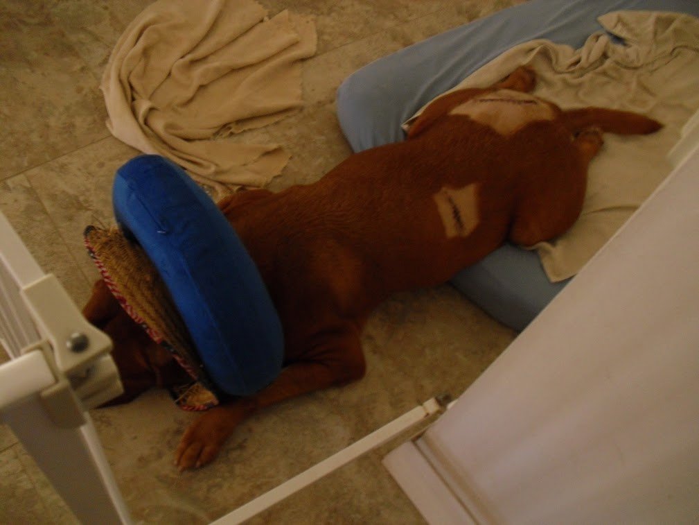 LEXI THE DOGUE tweet media