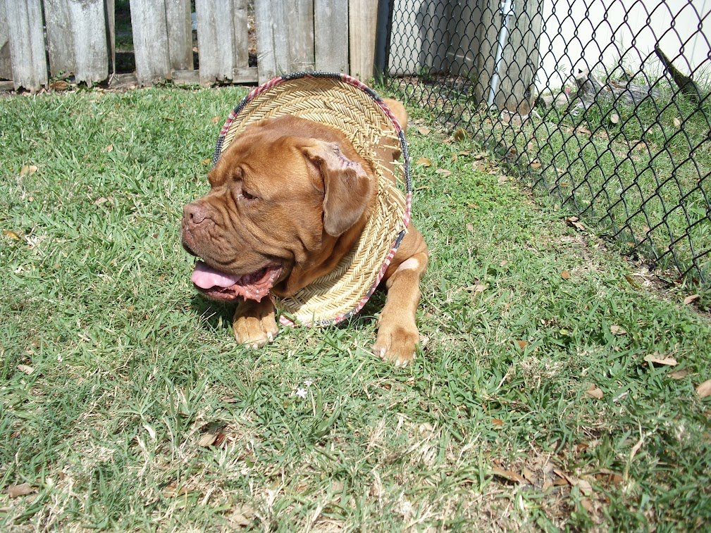 LEXI THE DOGUE tweet media