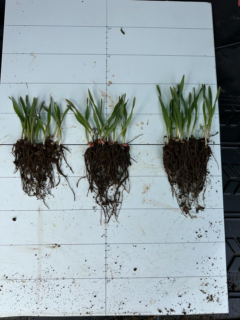Our <a href="/SASutherland/">Stuart Sutherland</a> has been #OutAndAbout on farm in Aberdeenshire today. 

#Biostimulant #seedtreatment Newton 👀💪

Untreated, Vibrance Duo, Newton. 
21 days after sowing. 
#springbarley cv Firefoxx
#Mintill