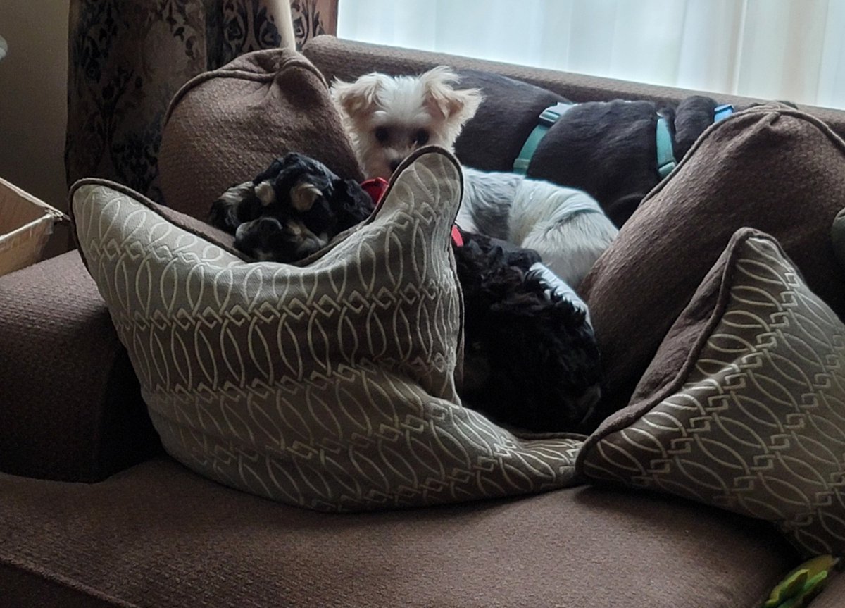 cappy-on-twitter-my-3-boys-taking-it-easy-the-2-young-ones-are