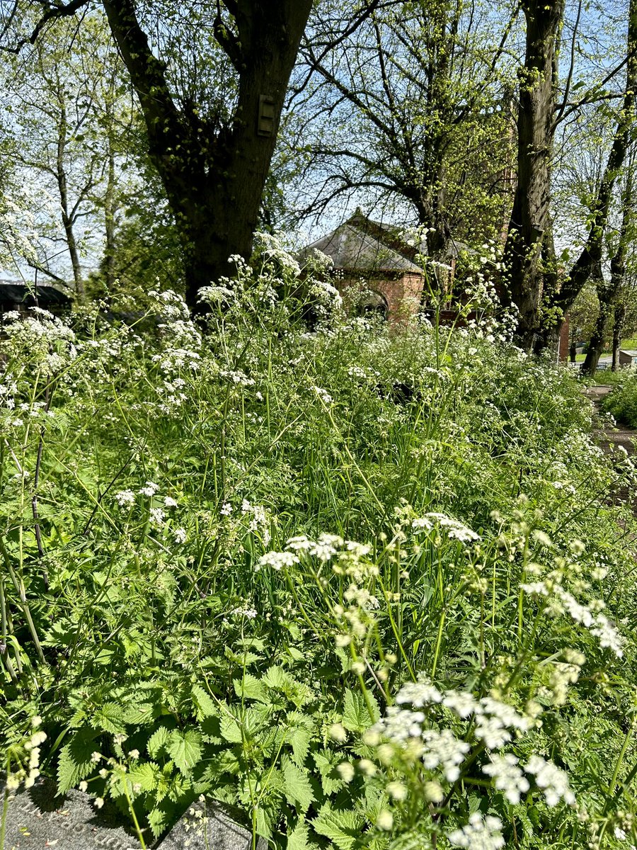MthrVictoria's tweet photo. The churchyard @StPetersCradley in a bliss of blue and pink bells, cow parsley froth, little shy primroses and forget me not sea… and … the apple pie factory is in full and sumptuous bloom! https://t.co/bXKTvipSHy