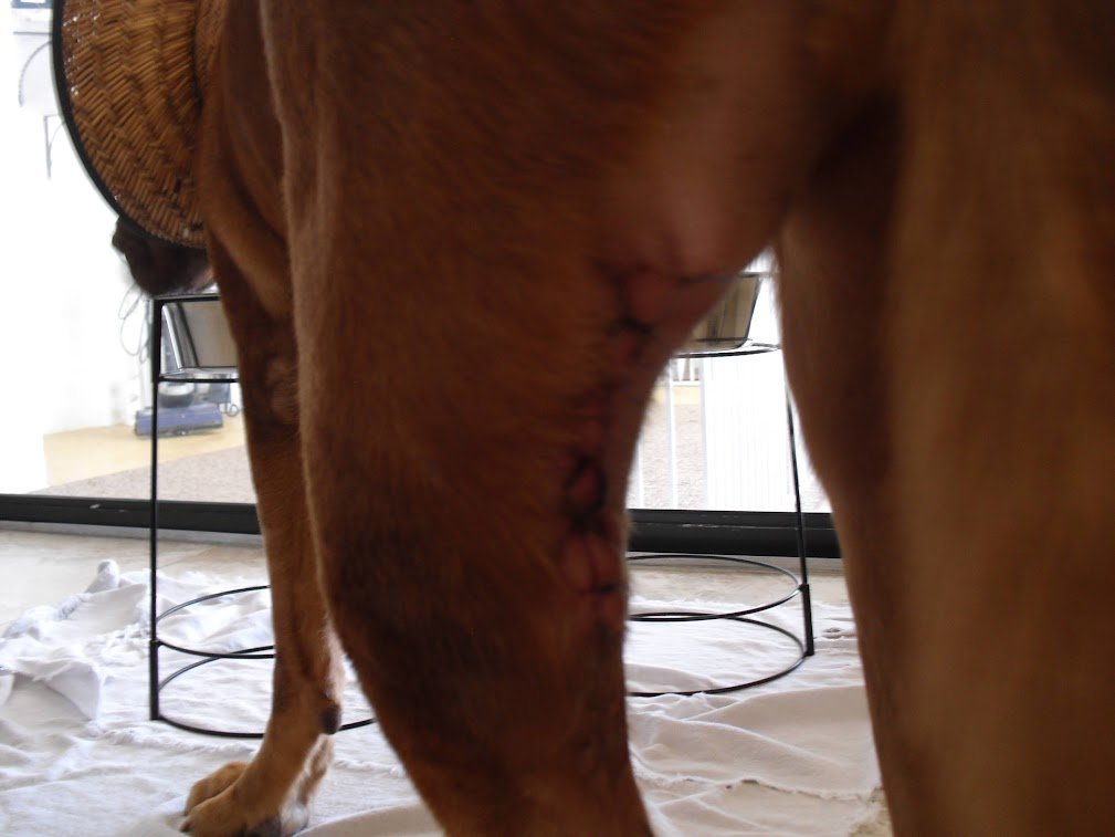 LEXI THE DOGUE tweet media