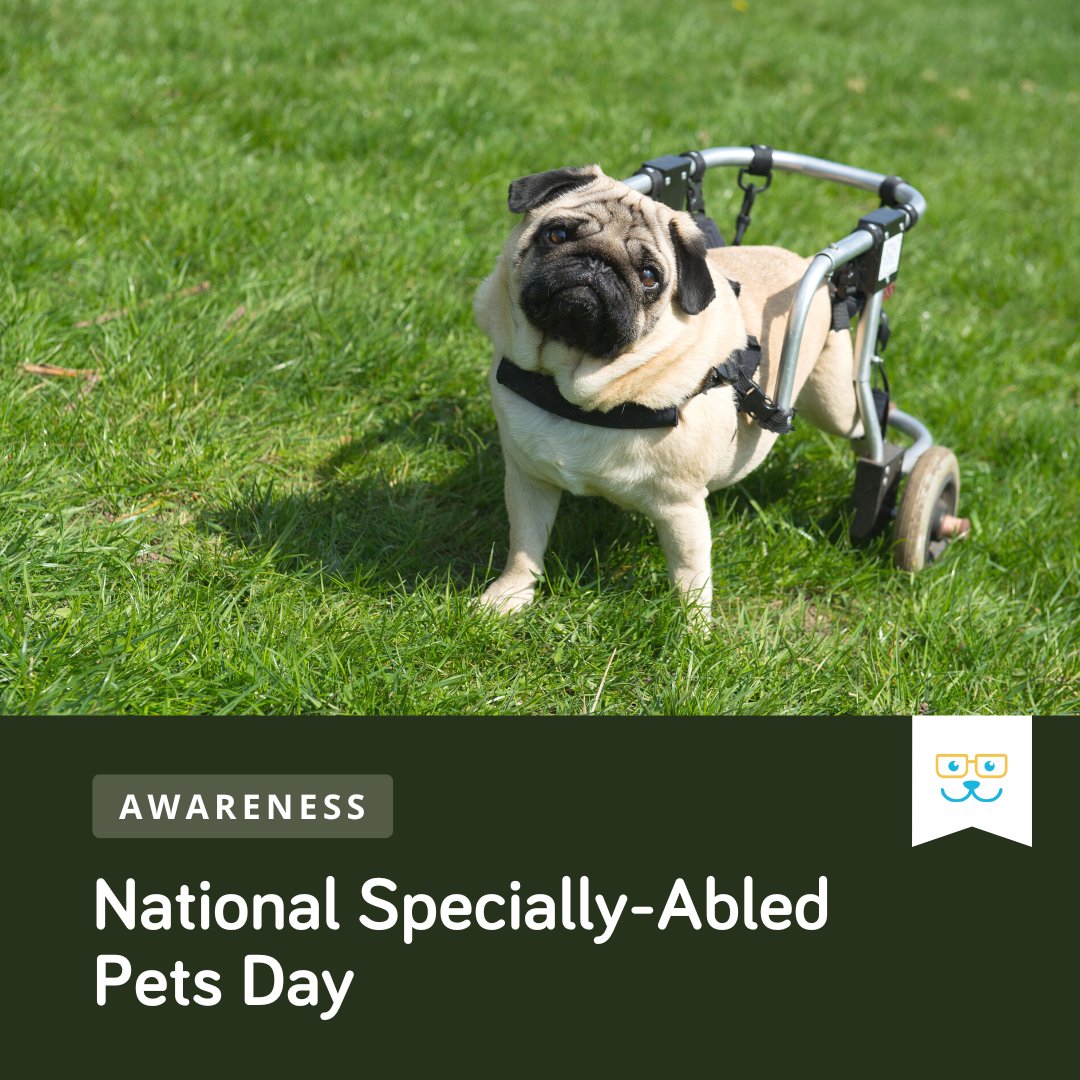 Today we celebrate the resilience and courage of specially-abled pets everywhere. Happy National Specially-Abled Pets Day! #nationalspeciallyabledpetsday #speciallyabledpets #tripodpet #pawsitivelydifferent #sugarriverahgratham #grathampets #sugarriverah #sugarriveranimalhospital