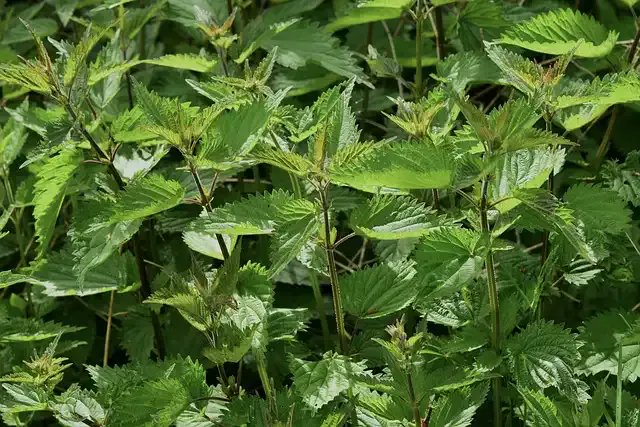 Global Plant Council tweet media