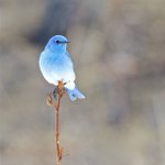 幸せの青い鳥は実在した!？マウンテン・ブルーバードが神秘的。