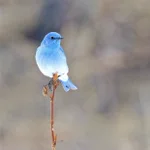 幸せの青い鳥は実在した!？マウンテン・ブルーバードが神秘的。