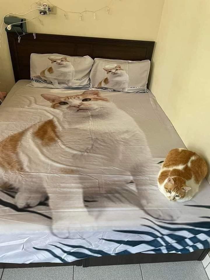 Why you should have a cat (@shouldhavecat) on Twitter photo 