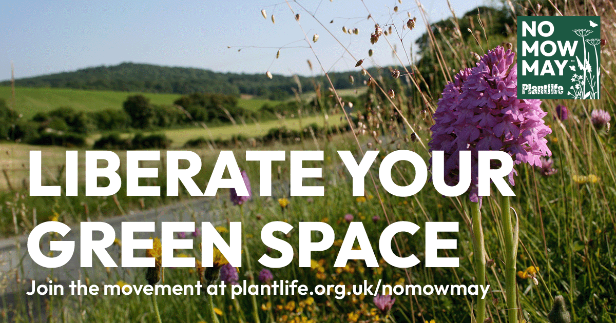 grassroots_now's tweet photo. It's #NoMowMay! Join the movement by putting away the lawnmower for a month and let #nature thrive. Find out how to take part and get tips for an environmentally-friendly #garden here: https://t.co/vGHCstycqo https://t.co/jE8q0WWn0o