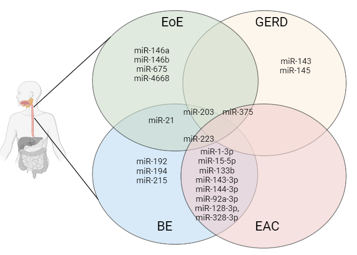 APS Publications (@apspublications) on Twitter photo #MicroRNA Dysregulation and Therapeutic Opportunities in #Esophageal Diseases (<a href="/Gary_Markey/">Gary</a> <a href="/ClaireDonohoe6/">Claire Donohoe</a> <a href="/E_McNameeLab/">Eóin McNamee</a> <a href="/TheMastersonLab/">Dr. Joanne Masterson</a>) - new review in <a href="/ajpgi/">AJP-Gastrointestinal and Liver Physiology</a>
ow.ly/olIb50OcBMb
#esophagus #ArticlesinPress <a href="/MaynoothUni/">Maynooth University</a> #MicroRNA Dysregulation and Therapeutic Opportunities in #Esophageal Diseases (<a href="/Gary_Markey/">Gary</a> <a href="/ClaireDonohoe6/">Claire Donohoe</a> <a href="/E_McNameeLab/">Eóin McNamee</a> <a href="/TheMastersonLab/">Dr. Joanne Masterson</a>) - new review in <a href="/ajpgi/">AJP-Gastrointestinal and Liver Physiology</a>
ow.ly/olIb50OcBMb
#esophagus #ArticlesinPress <a href="/MaynoothUni/">Maynooth University</a>