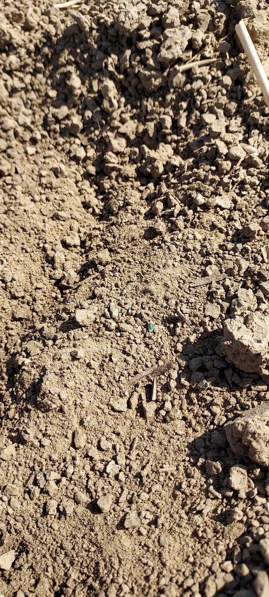 De gemiddelde stand van de #zaaiuien op #zeevla vandaag. Bijna alles is nu gezaaid.