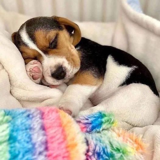beagle_usa1's tweet photo. https://t.co/gP5AV0jUaR