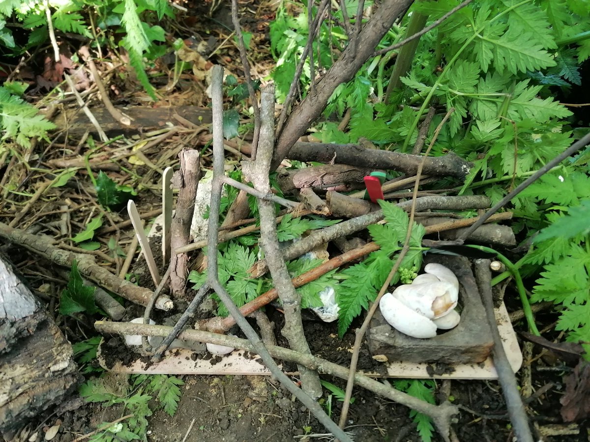 MapleCrossFore1's tweet photo. @MapleCrossJMI
In Forest School club this week we created these amazing fairy houses. The children worked together to use as much natural materials around them to create their shelters.
#forestschoolclub #fairygarden https://t.co/6m4UiTxhNg
