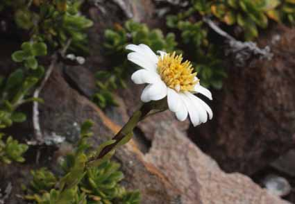 TAsteraceae's tweet photo. Publican #validación_taxonómica y #tipificación en diez especies del género #Celmisia, artículo disponible en: https://t.co/CrSBQtHZbm
#Asteraceae #Astereae #Nomenclature #Typification https://t.co/MYLnGR9jiF