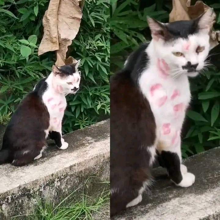 ulat_bulu_bulu's tweet photo. Samseng tersalah masuk rumah. https://t.co/6Ngvq4yxbb