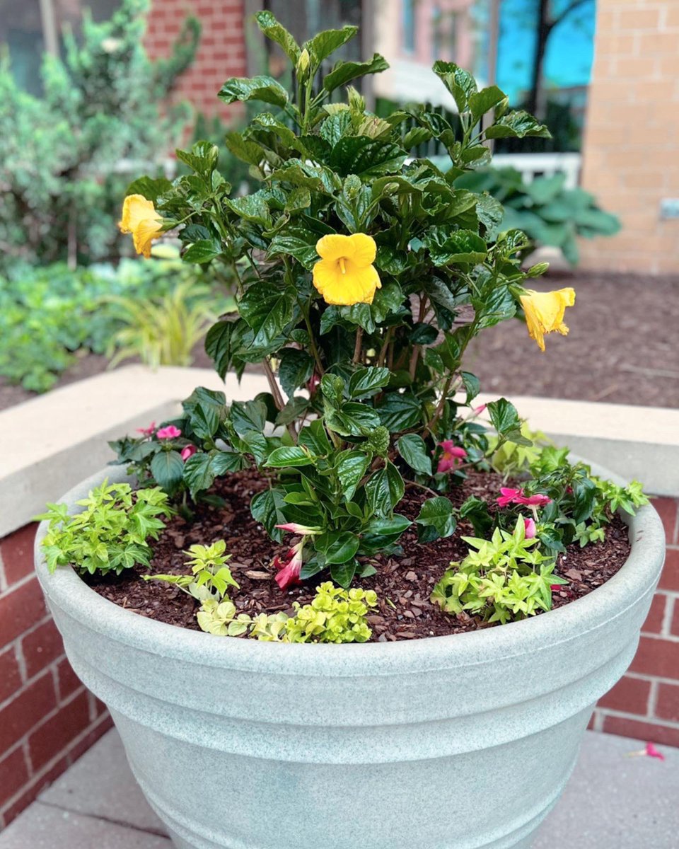 ThePalatine's tweet photo. POV: you are relaxing in the Zen Garden admiring the new planters🤩🌺🌼🌷🌸 #thepalatine #zengarden #bozzuto https://t.co/f2v6FONNqB