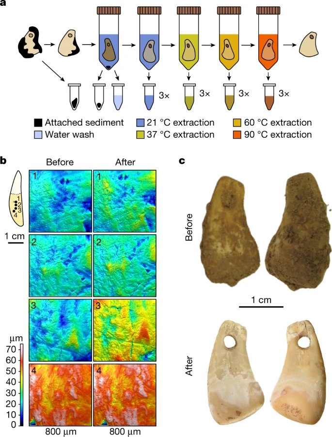 robertosaezm's tweet image. 😮🤯 Una nueva técnica permite extraer el ADN antiguo de humanos que han manipulado objetos de hueso.
En concreto, el ADN de una mujer que tocó este colgante de diente de ciervo hace 20.000 años en la cueva Denisova. 
Se suma al estudio del ADN recuperado del suelo...