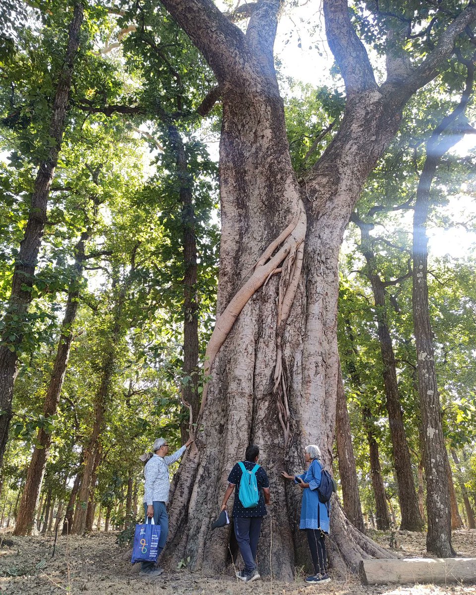 afforestt's tweet photo. We did a forest survey in the Bandhavgarh and Gunghuti areas of Central India for an upcoming project in the vicinity. Some of the species we observed were Tendu, Kusum, Sardol, Dhavda, and Semal. It was a great learning experience for us!
#Afforestt #Survey #NativewildForever https://t.co/LfDiJbqjjf