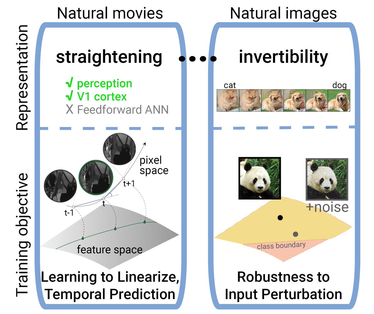 [1/8] How does the brain develop the ability to predict the next frame of a movie? 

In an #ICLR2023 paper [w/ Elias Issa], we showed the link between robustness to noise on input images and the temporal straightening of movies. 

openreview.net/forum?id=mCmer…
