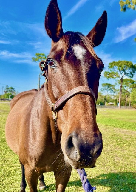 AfterFinishLine's tweet photo. May Monthly Grant #2 Thoroughbred Retirement of Tampa-FL. $850 for yearly Coggins, vaccines & dental for #FLbreds Rose Classic (knee chips), Summertime Groove (stifle injury), Mambo Appeal (knee chips, doesn’t sweat). Older retired mares that have lived together since June 2012 https://t.co/CJDgtXYXJA