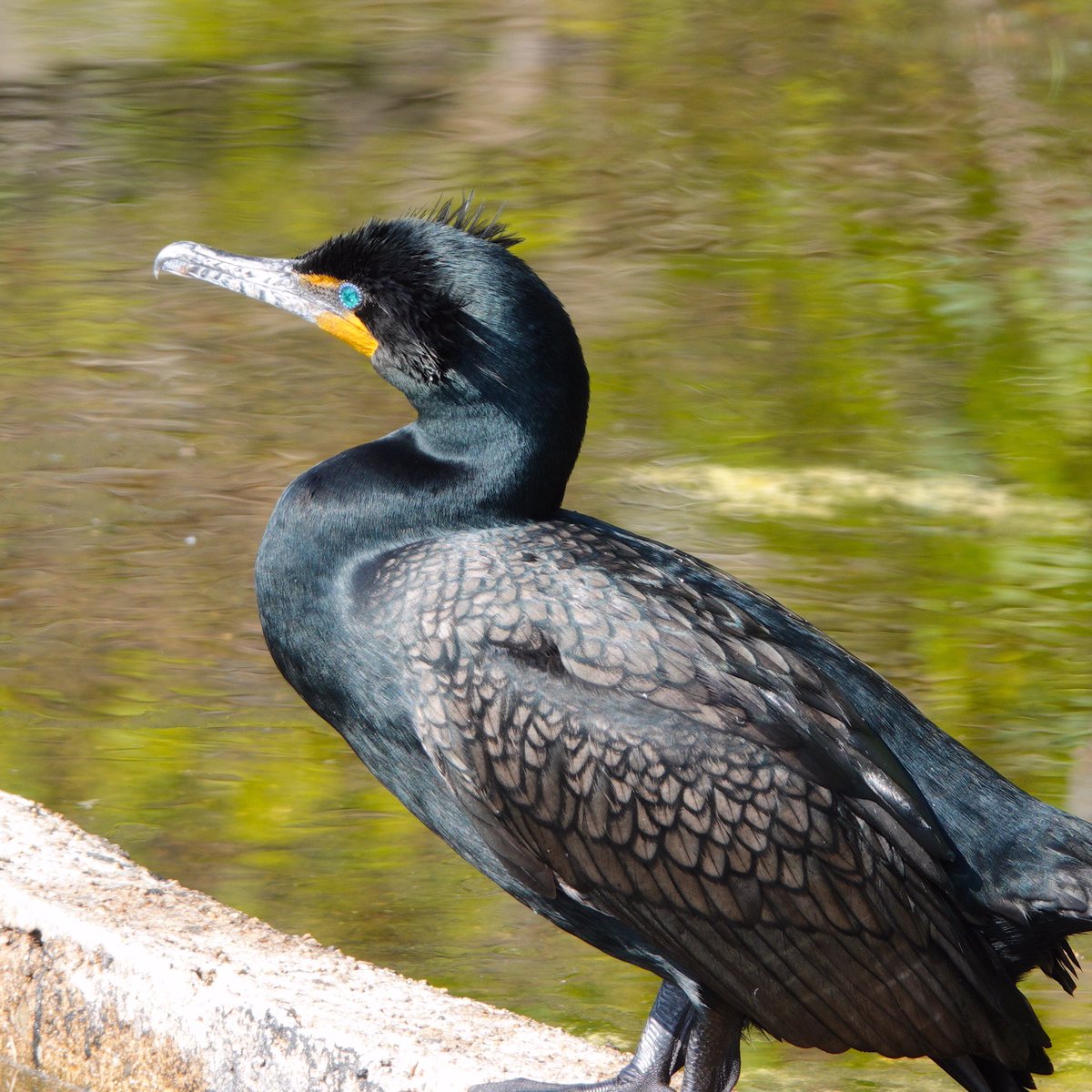 Cormorants always remind me a little of dinosaurs. And when they’re in breeding plumage, the details can be quite stunning. I mean, those eyes! Like I said, stunning! #doublecrestedcormorant #birding #centralparknyc #birds #birdcp #birdcpp #nycbirds