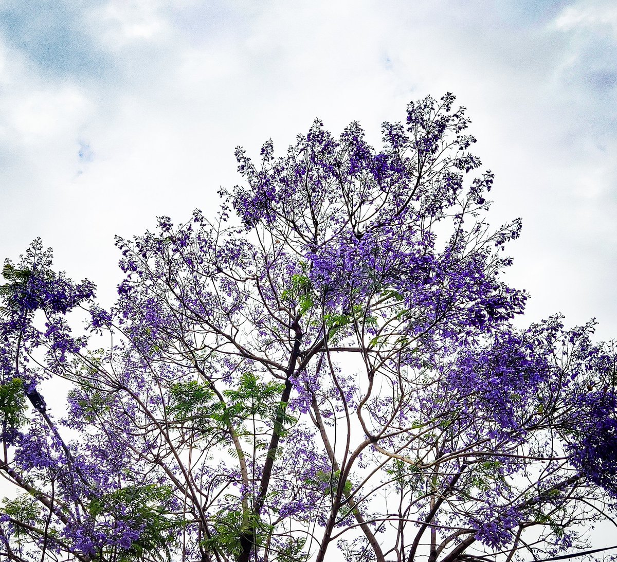 someof_us's tweet photo. The silences that reached the deepest places!!
#purrple https://t.co/wuty90jqCU