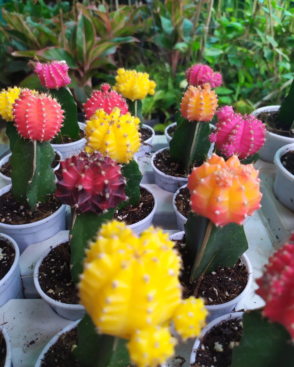 Sindhu Chandra tweet media