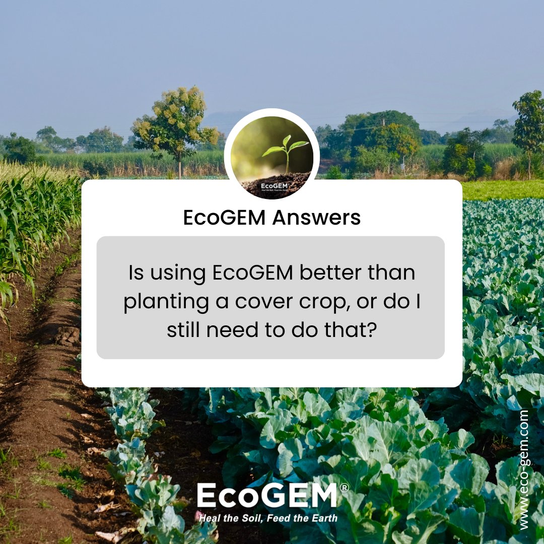 EcoGEM4Soil's tweet photo. EcoGEM Soil Enhancer🌱 Versatile for cover crops/standalone solution💪 Analyze soil, tailored recommendations🎯 Optimize soil health & productivity🌿 Personalized approach🌟 Learn more: https://t.co/Y6fKC4KYRz 🌍
#SoilEnhancer #Agronomy #EcoGEM #SustainableAgriculture https://t.co/CNjBAVPBBS