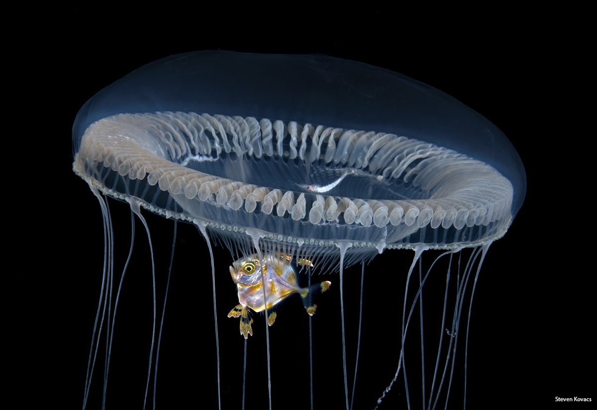 Steven Kovacs tweet media