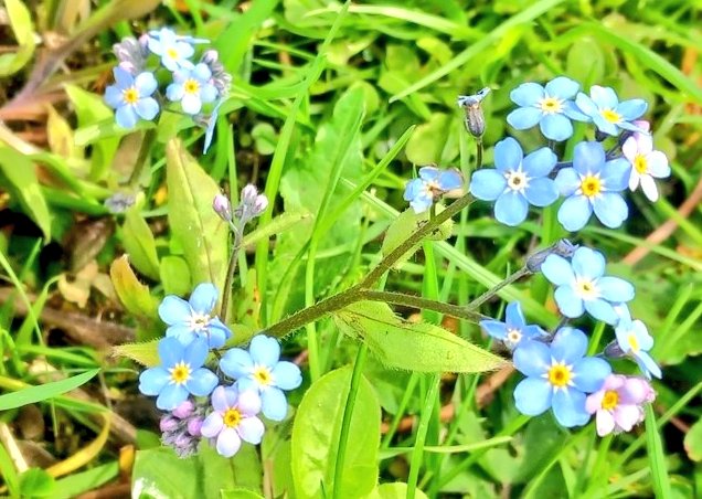 VodkaGothBitch's tweet photo. It's felt like summer today its been warm so been for a walk with inlaws💚🌳💠 #ownpics https://t.co/IptMS825hm