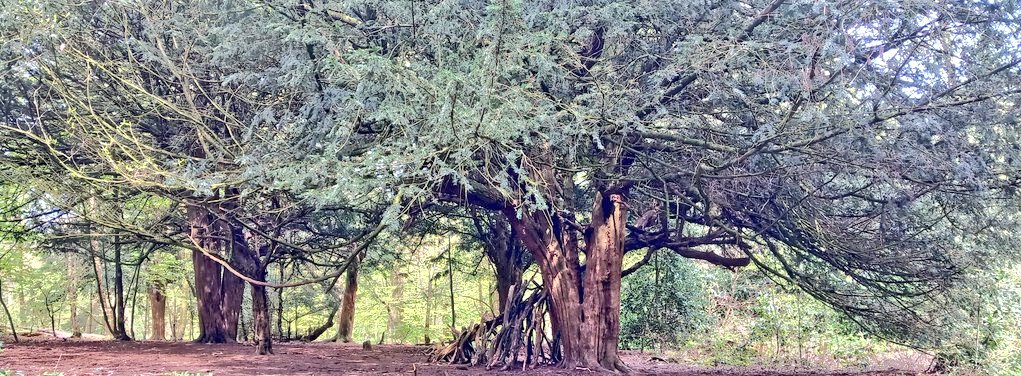 VodkaGothBitch's tweet photo. It's felt like summer today its been warm so been for a walk with inlaws💚🌳💠 #ownpics https://t.co/IptMS825hm